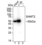 SHMT2  Antibody in Immunoprecipitation (IP)