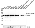 SHMT2  Antibody in Western Blot (WB)