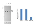 SHMT2  Antibody in Western Blot (WB)