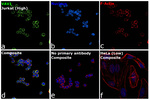 VAV1  Antibody in Immunocytochemistry (ICC/IF)