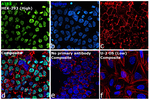 ATRX Antibody in Immunocytochemistry (ICC/IF)