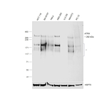 ATRX Antibody