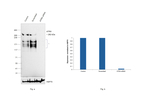 ATRX Antibody in Western Blot (WB)