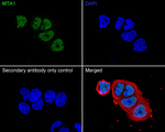 MTA1 Antibody in Immunocytochemistry (ICC/IF)