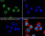 MTA1 Antibody in Immunocytochemistry (ICC/IF)