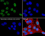 MTA1 Antibody in Immunocytochemistry (ICC/IF)