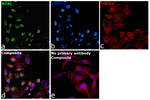MTA1 Antibody in Immunocytochemistry (ICC/IF)