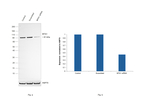 MTA1 Antibody in Western Blot (WB)