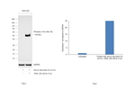 Phospho-c-Fos (Ser32) Antibody