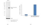 Phospho-c-Fos (Ser32) Antibody
