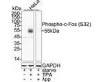 Phospho-c-Fos (Ser32) Antibody in Western Blot (WB)