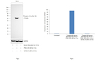 Phospho-c-Fos (Ser32) Antibody in Western Blot (WB)