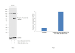 Phospho-c-Fos (Ser32) Antibody in Western Blot (WB)