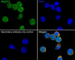 NFATC3 Antibody in Immunocytochemistry (ICC/IF)