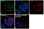 NFATC3 Antibody in Immunocytochemistry (ICC/IF)