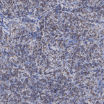 NFATC3 Antibody in Immunohistochemistry (Paraffin) (IHC (P))