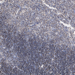 NFATC3 Antibody in Immunohistochemistry (Paraffin) (IHC (P))