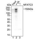 NFATC3 Antibody in Immunoprecipitation (IP)