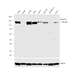 NFATC3 Antibody