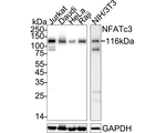 NFATC3 Antibody in Western Blot (WB)