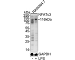 NFATC3 Antibody in Western Blot (WB)