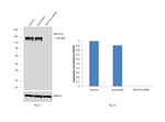 NFATC3 Antibody in Western Blot (WB)