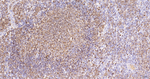 Human IgM Antibody in Immunohistochemistry (Paraffin) (IHC (P))