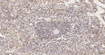 Human IgM Antibody in Immunohistochemistry (Paraffin) (IHC (P))