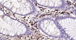 Human IgA Antibody in Immunohistochemistry (Paraffin) (IHC (P))