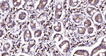 Human IgA Antibody in Immunohistochemistry (Paraffin) (IHC (P))