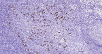 Human IgA Antibody in Immunohistochemistry (Paraffin) (IHC (P))