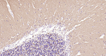 alpha Synuclein Antibody in Immunohistochemistry (Paraffin) (IHC (P))