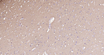 alpha Synuclein Antibody in Immunohistochemistry (Paraffin) (IHC (P))