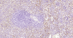 alpha Synuclein Antibody in Immunohistochemistry (Paraffin) (IHC (P))