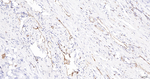 CD31 Antibody in Immunohistochemistry (Paraffin) (IHC (P))