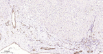 CD31 Antibody in Immunohistochemistry (Paraffin) (IHC (P))