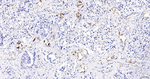 CD31 Antibody in Immunohistochemistry (Paraffin) (IHC (P))
