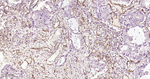 CD31 Antibody in Immunohistochemistry (Paraffin) (IHC (P))
