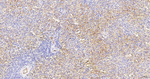CD31 Antibody in Immunohistochemistry (Paraffin) (IHC (P))