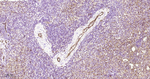 CD31 Antibody in Immunohistochemistry (Paraffin) (IHC (P))
