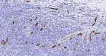 CD31 Antibody in Immunohistochemistry (Paraffin) (IHC (P))