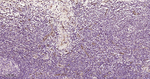 CD31 Antibody in Immunohistochemistry (Paraffin) (IHC (P))