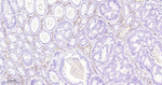 CD31 Antibody in Immunohistochemistry (Paraffin) (IHC (P))