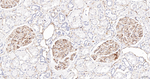 CD31 Antibody in Immunohistochemistry (Paraffin) (IHC (P))