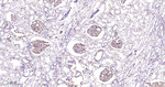 CD31 Antibody in Immunohistochemistry (Paraffin) (IHC (P))