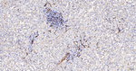 CD31 Antibody in Immunohistochemistry (Paraffin) (IHC (P))
