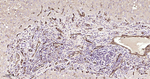 CD31 Antibody in Immunohistochemistry (Paraffin) (IHC (P))