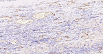 CD31 Antibody in Immunohistochemistry (Paraffin) (IHC (P))