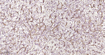 CD31 Recombinant Rabbit Monoclonal Antibody (3B3)
