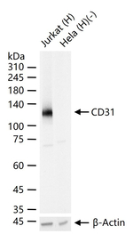 CD31 Antibody in Western Blot (WB)